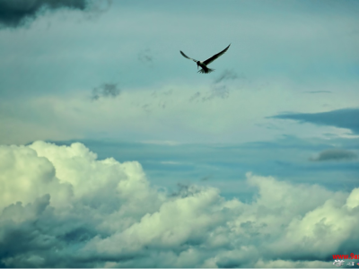 常见梦境全景解读：飞翔、坠落、被追赶、考试——背后的潜意识密码全揭秘